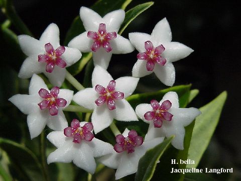 Leptadenia pyrotechnica